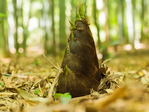 4月のアウトドア教室日程！！の巻